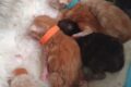 NUOVI CUCCIOLI DISPONIBILI